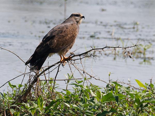 Slakkenwouw (Rostrhamus sociabilis)